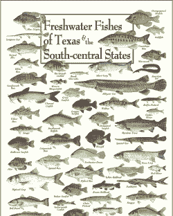 咸淡水可养殖什么鱼