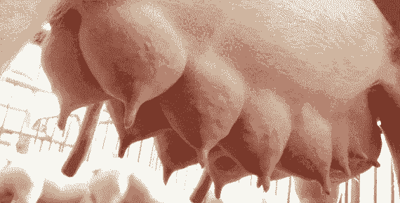 母猪奶水是什么样子