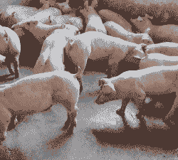 养什么品种的猪仔好呢