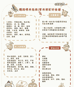 鹦鹉繁殖期间应注意什么
