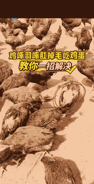 小鸡吃羽毛是缺什么