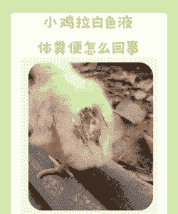 为什么肉鸡会得鸡白痢