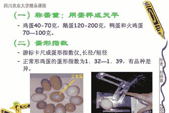 蛋形指数是什么意思