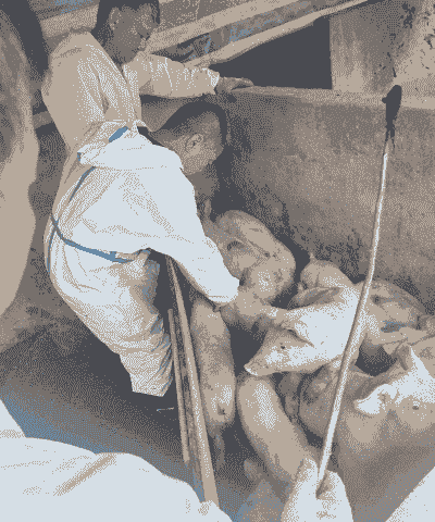 仔猪长到什么时候打虫