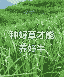 什么草可以种植喂牛