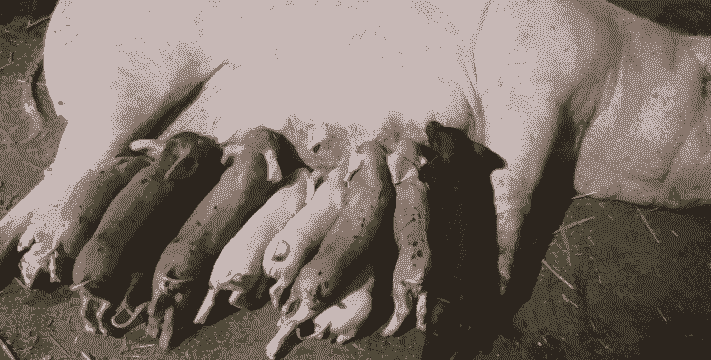 母猪配什么种多仔