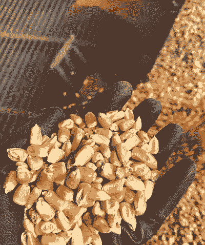 山西玉米什么时候成熟