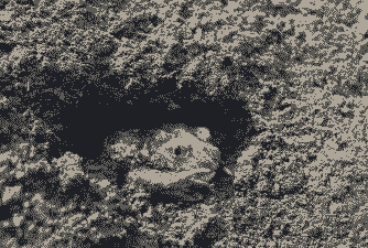 青蛙是什么过冬的呢