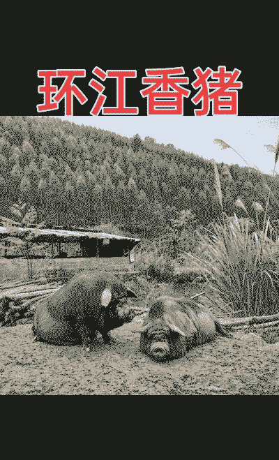 放养香猪喂什么饲料