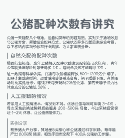 公猪什么时候能配种