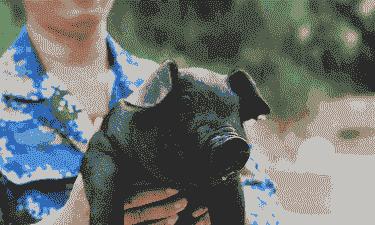 选育猪是什么意思