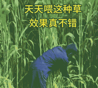 什么草喂牛最好呀