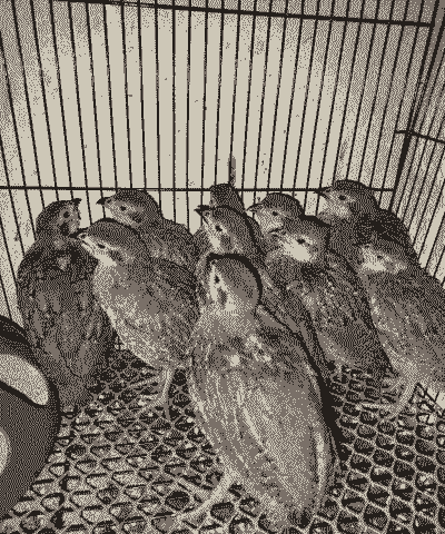 鹧鸪用什么饲养养殖