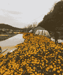 湖南种植什么水果最赚钱