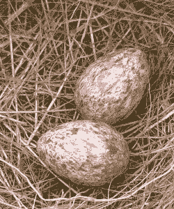 鸡吃什么下红心蛋