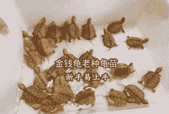 什么品种金钱龟种苗