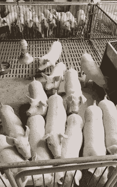 什么样的猪仔好