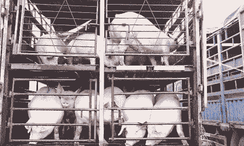 生猪出栏是什么意思