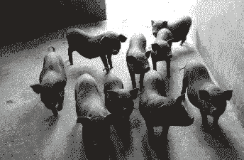 桂林养什么品种的猪