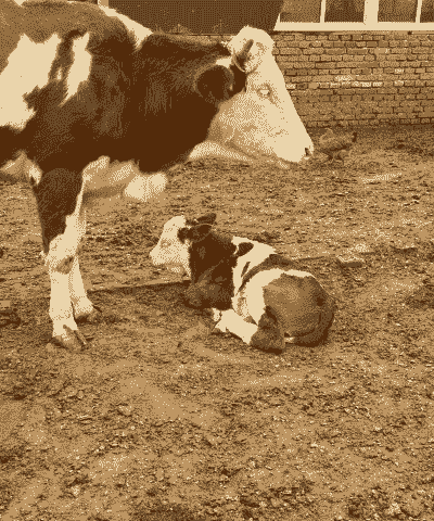 牛犊出生后打什么疫苗