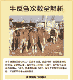 牛反刍是什么时候