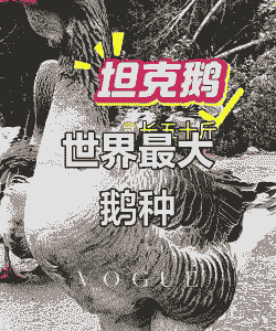 什么鹅的品种长得最大