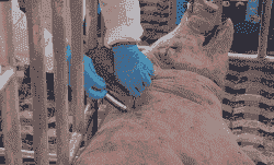 小猪咳嗽喘气打什么针