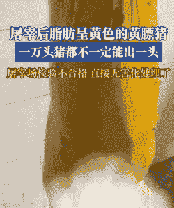 黄膘猪是什么症状