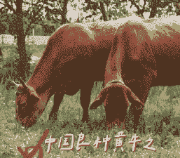 山区什么品种牛好好养