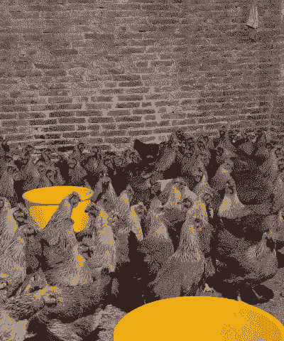 清远麻鸡有什么特点