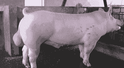 肿猪是什么东西