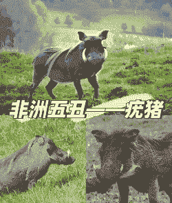 什么样的猪会长