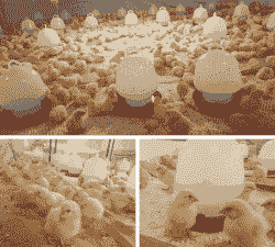 白羽肉鸡祖代鸡是什么