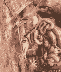 鸡在冬天得什么病