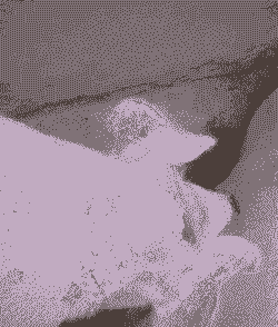 秋季母猪容易得什么病