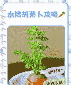 萝卜什么时间浇水好