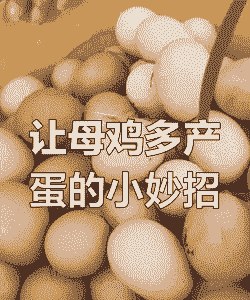 喂什么食物让鸡下蛋