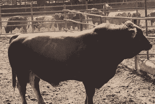 新疆褐牛是什么品种