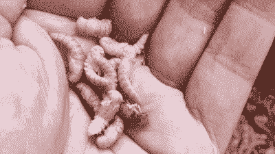 面包虫羽化后吃什么