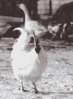 白羽鸡为什么要进口