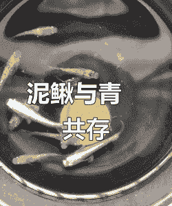 泥鳅养殖可以混养什么鱼