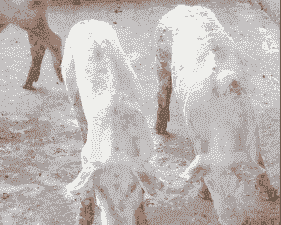 小猪消瘦是什么原因