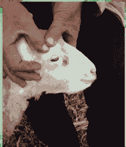 羊有个什么虫病