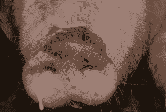 猪为什么要流鼻涕