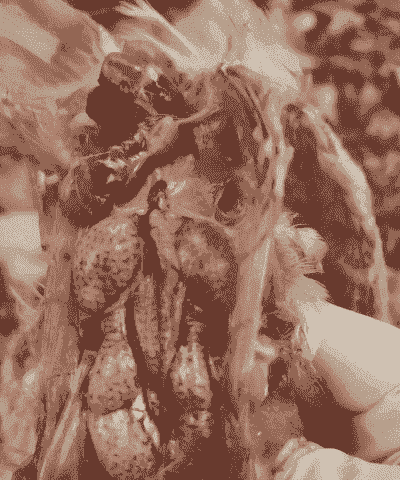 鸡花斑肾是什么病毒