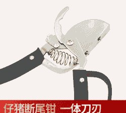 仔猪断尾用什么工具