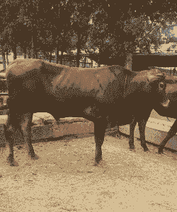 山东适合养什么牛好