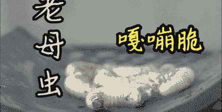 鸡虫是什么意思