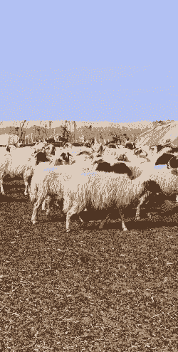 羊喂什么才长得肥