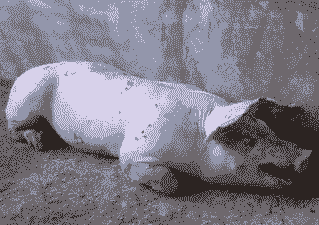 小猪应激的症状是什么